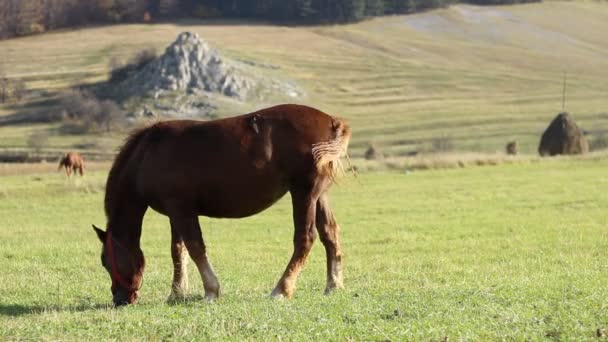 Bruna hästen lugnt betande — Stockvideo