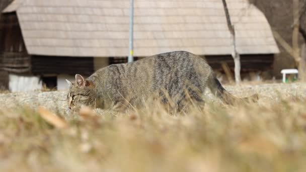 Kočka v trávě — Stock video
