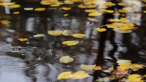 Círculos Gotas e Folhas de Outono — Vídeo de Stock