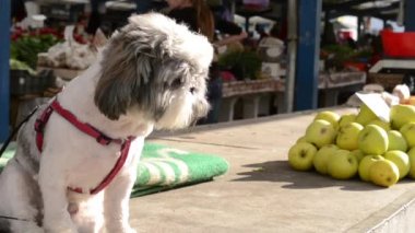 Köpek ve elma yığını Market