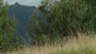 Kuru çimenler rüzgarda sallanıyor