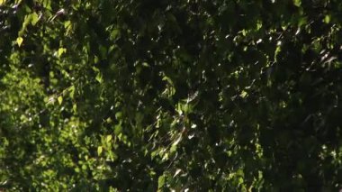 Rüzgarlı yapraklarda ışığın yanıp söner