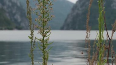 Glitter su üzerinde duruluyor