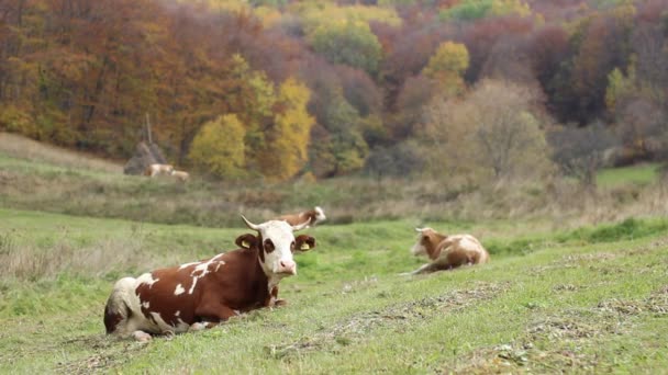 Vaca acostada en la hierba — Vídeos de Stock