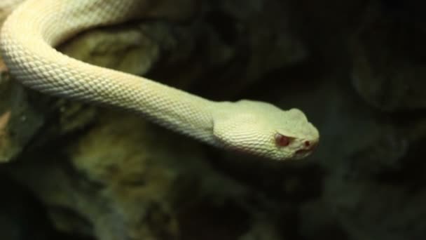Кроталинская змея — стоковое видео
