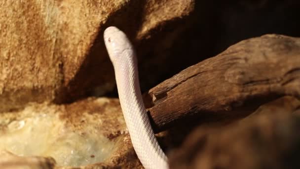 Zvědavý, bílý had — Stock video