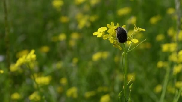 Σκούρο Bug σε άνοιξη κίτρινο λουλούδι — Αρχείο Βίντεο