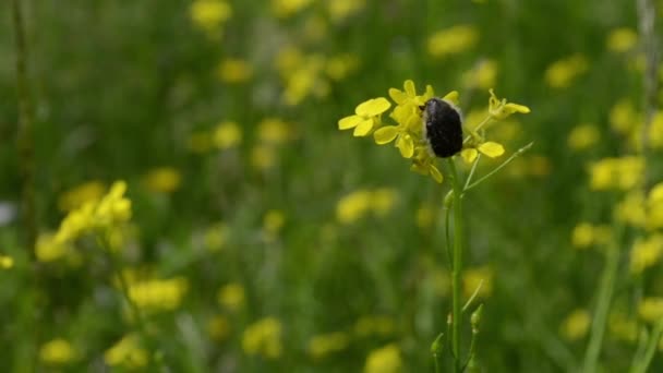 Dark Bug on Yellow Spring Flower — Stock Video