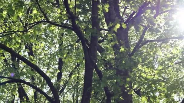 Dazzling Sunshine Through Canopy — Stock Video