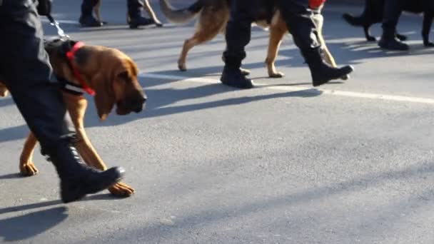 Hund polisen brigaden — Stockvideo