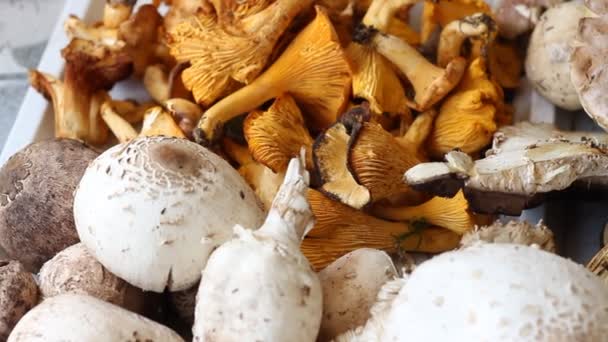 Съедобные грибы — стоковое видео