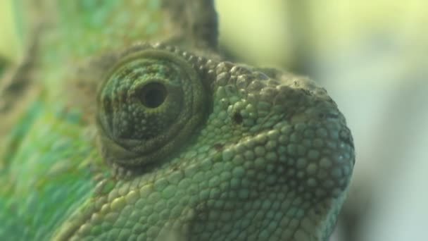 Eyes of Chameleon — Stock Video