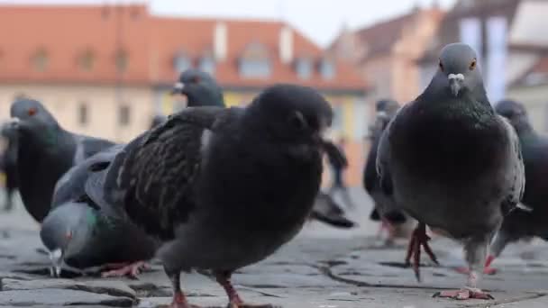 Feeding Pigeons Stir — Stock Video