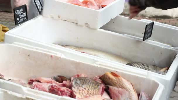 Poisson sur les étals du marché — Video