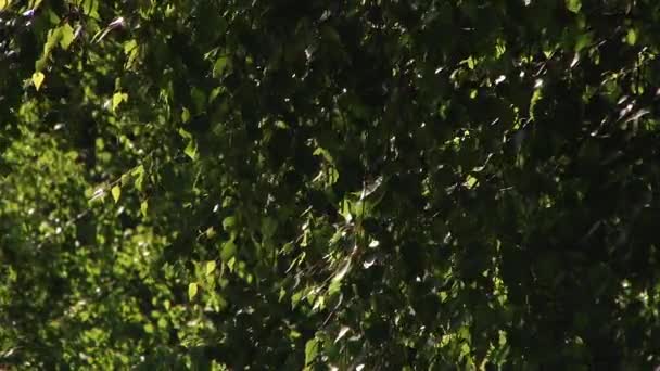 Destellos de luz en hojas de viento — Vídeos de Stock