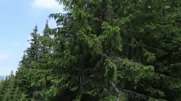 Пролетая сквозь еловый лес — стоковое видео