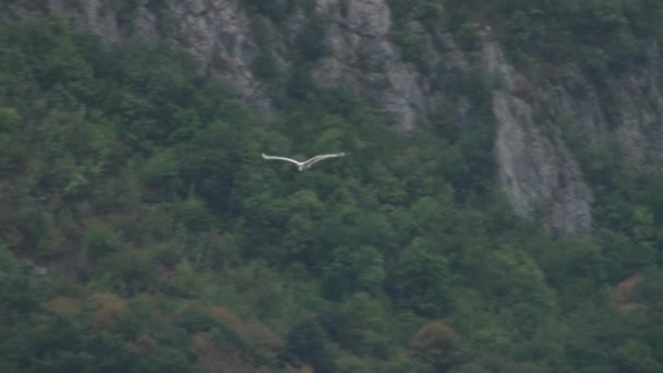 Witte vogel vliegen — Stockvideo