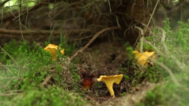 Δάσος Chanterelle μανιταριών — Αρχείο Βίντεο