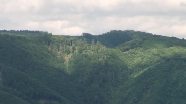 Δάσος στις πλαγιές του Moountain — Αρχείο Βίντεο