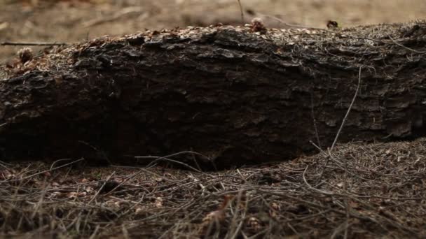 在树干上的真菌 — 图库视频影像