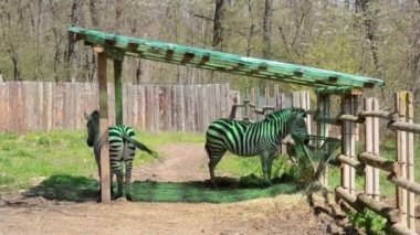 Zebra kuyruk sallama