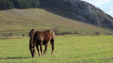 Çayırdaki genç at