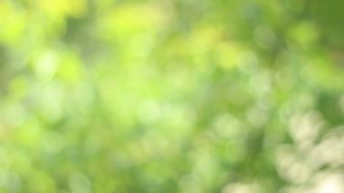 yeşil ışık bokeh