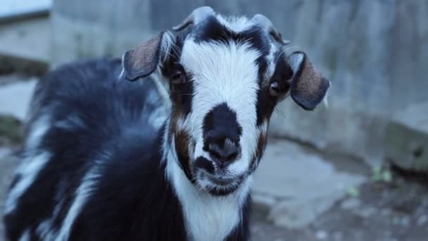 Goat Close Up — Stock Video