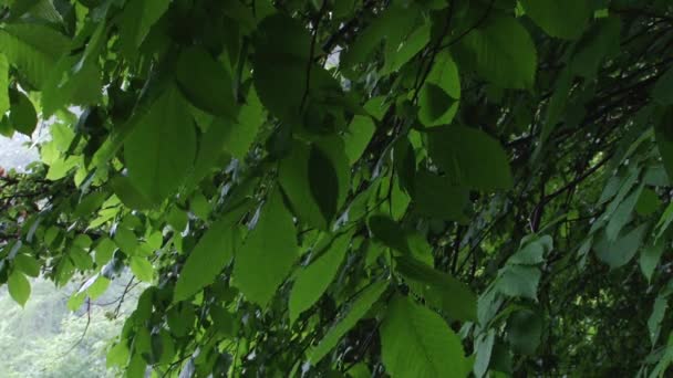 Hojas oscilantes de aliso verde — Vídeos de Stock