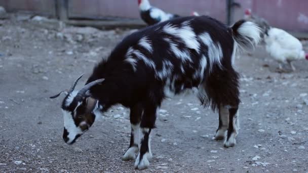 Коза в сільській місцевості ферми — стокове відео