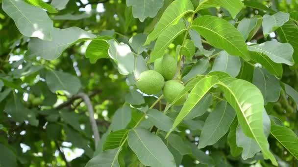 Зеленые орехи в дереве — стоковое видео