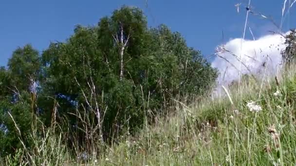 Herbs and Trees Low Angle View — Stock Video