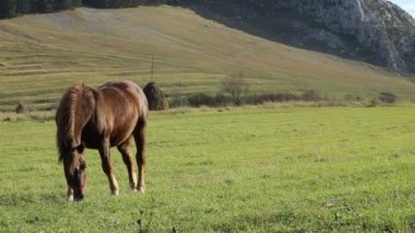 Rüzgarlı otlak ata