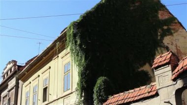 Ivy eski evin duvarlarında