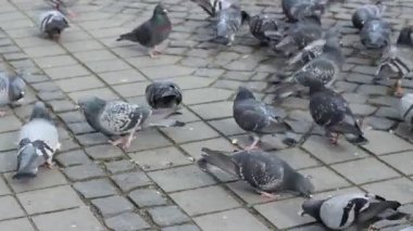 Güvercinler ekmek ile besleme