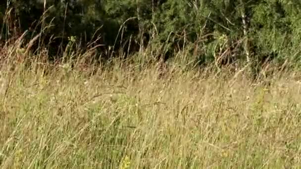 Kräuter im Wind — Stockvideo