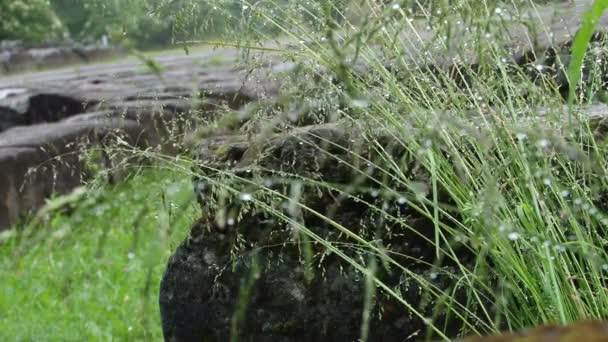 草药水滴 — 图库视频影像