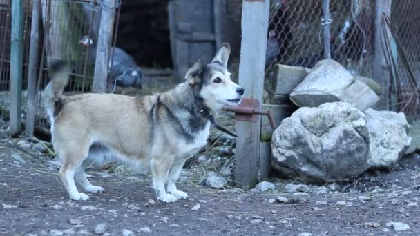 Household Dog at Stable — Stock Video