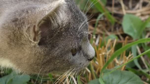Kedi yavrusu saldırıların — Stok video