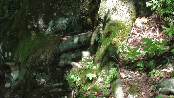 Lichter flackern über Wurzeln und Vegetation — Stockvideo