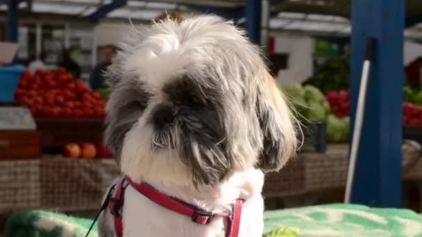 Pequeño perro esperando de cerca — Vídeo de stock