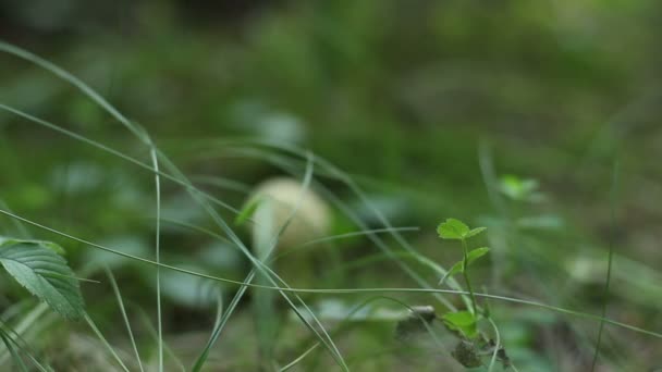 petit champignon blanc 