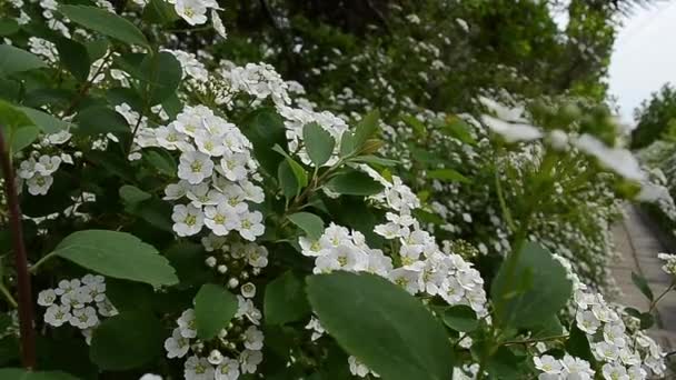 May Bush Flower — Stock Video