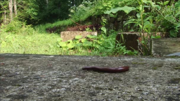 Tausendfüßer-Käfer geht auf Felsen — Stockvideo