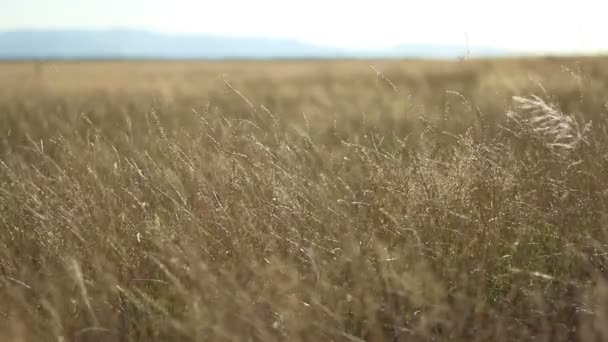 Ausgedörrte Ebene am sonnigen Nachmittag — Stockvideo