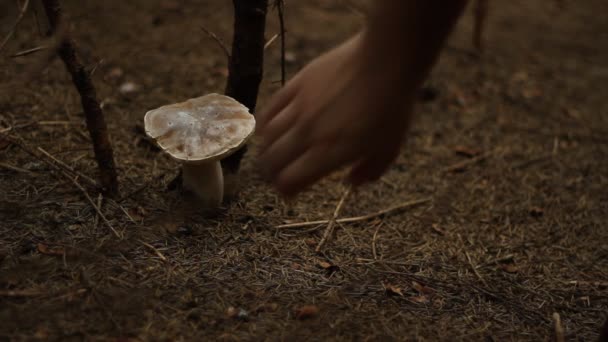 Raccolta di funghi sicuri — Video Stock