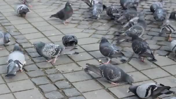 Las palomas se alimentan con pan — Vídeo de stock