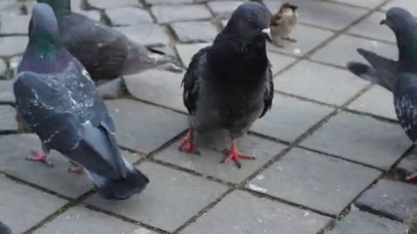 Pigeons on Cobblestone — Stock Video
