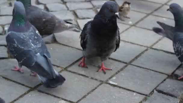 Pigeons sur pavé — Video