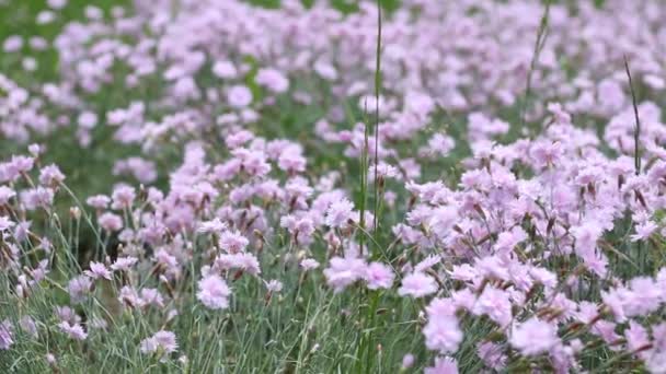 Pink Puffy Tiny Flowers — Stock Video